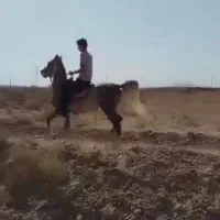 اسب|اسب و تجهیزات اسب‌سواری|مبارکه, |دیوار