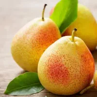 پیشفروش نهال گلابی بارتلت بصورت|خدمات باغبانی و درختکاری|بسطام, |دیوار