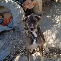 واگزاری سگ|سگ|صالح آباد (ایلام), |دیوار