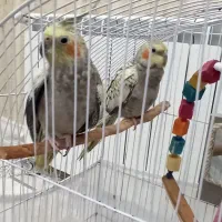 عروس هلندی بالغ یک جفت همراه  با یک جفت  جوجه|پرنده|سرشیو, |دیوار