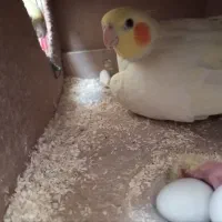 عروس مولد به شرط میدم