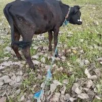 گاو ماده سیمنتال