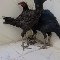 مرغ لاری نوچه