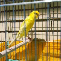 قناری رسمی بلند نر