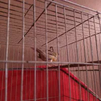 قناری ماده آماده اماده|پرنده|کرمان, |دیوار