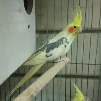 عروس هلندی جفت