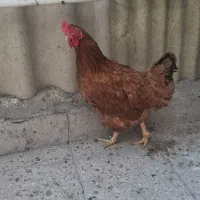 مرغ تخم گذار یک رنگش هم برهما هست