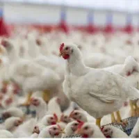 کارگر برای مرغداری ۲۰هزاری گوشتی تمام اتوماتیک
