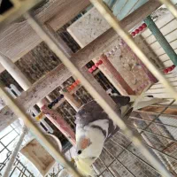 عروس هلندی نر|پرنده|اسلامشهر, شهرک مهدیه|دیوار