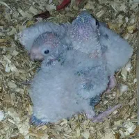 گرینچیک سرلاکی|پرنده|مشهد, نوده|دیوار