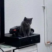 گربه طوسی اصیل