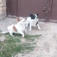 سگ پاکوتاه