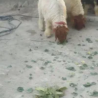 بره قوچ اصل بختیاری|حیوانات مزرعه|کوهرنگ, |دیوار