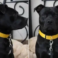 پیت بول اصل  ماده هشت ماهه