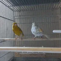 یک جفت قناری اپال|پرنده|قلعه نو, |دیوار