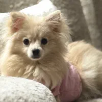 پامر روباهی25میلیون