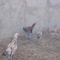 خروس دورگه و مرغ محلی|حیوانات مزرعه|رامند, |دیوار