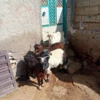 ۴عددچپیش نر وزن روی هم ۲۲کیلو|حیوانات مزرعه|اردبیل, |دیوار