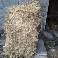 ۴۰۰ بسته کاه به فروش می‌رسد