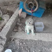 سگ پاکتوه