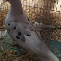 کبوتر نر