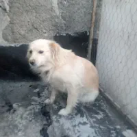 سگ ماده اشپیتز ۲ساله|سگ|وحیدیه, |دیوار