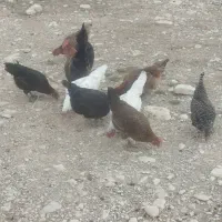 فروش مرغ