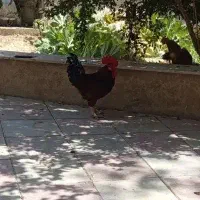 خروس جوان|حیوانات مزرعه|تهران, عباس‌آباد|دیوار