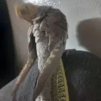 فروش عروس‌هلندی‌دستی‌