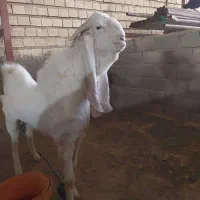 بز گلابی وارداتی