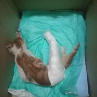واگذاری گربه تازه جراحی کردم گربه dsh