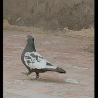 11عدد کبوتر رنجر ب صورت تک و جفتی ب فروش میرسد