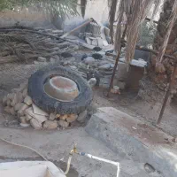 مرغ شاخدار بالغ