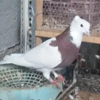 فروش کبوتر|پرنده|شیراز, درکی|دیوار