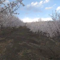 باغستان مثمر بادام