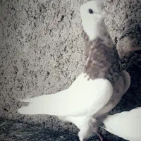 کبوتر|پرنده|نورآباد, |دیوار