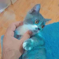 گربه اسکاتیش و بریتیش|گربه|فردیس, دهکده|دیوار