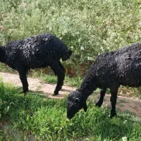 بره|حیوانات مزرعه|شهر ری, فیروزآبادی|دیوار
