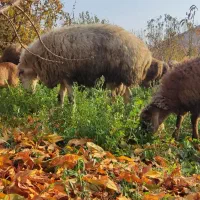 یک‌عدد‌قوچ‌‌دامازدغ