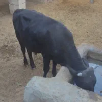 گاو نر