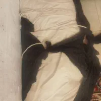 چادر عشایری