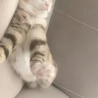 بچه گربه گم شده