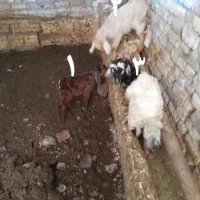 بز جوان پر شیر