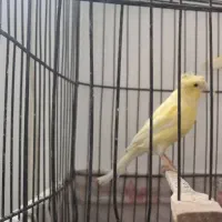 قناری  ماده