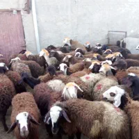 بره ماده یکدست