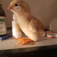 فروش جوجه های ۱۴ روزه لاری و برهمای اصیل با کیفیت|حیوانات مزرعه|رشت, چمارسرا|دیوار