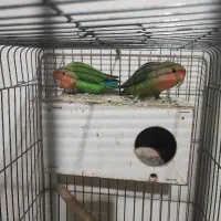 طوطی برزیلی مولد