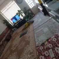 منزل اجاره ای کیان اباد|اجارهٔ آپارتمان|شیراز, کیان آباد|دیوار