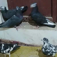 کبوتر کله سفید|پرنده|بروجن, |دیوار