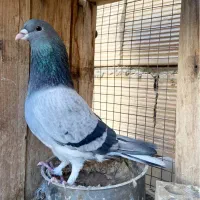 معاوضه کبوتر دمگیر خرقه با کابل برق